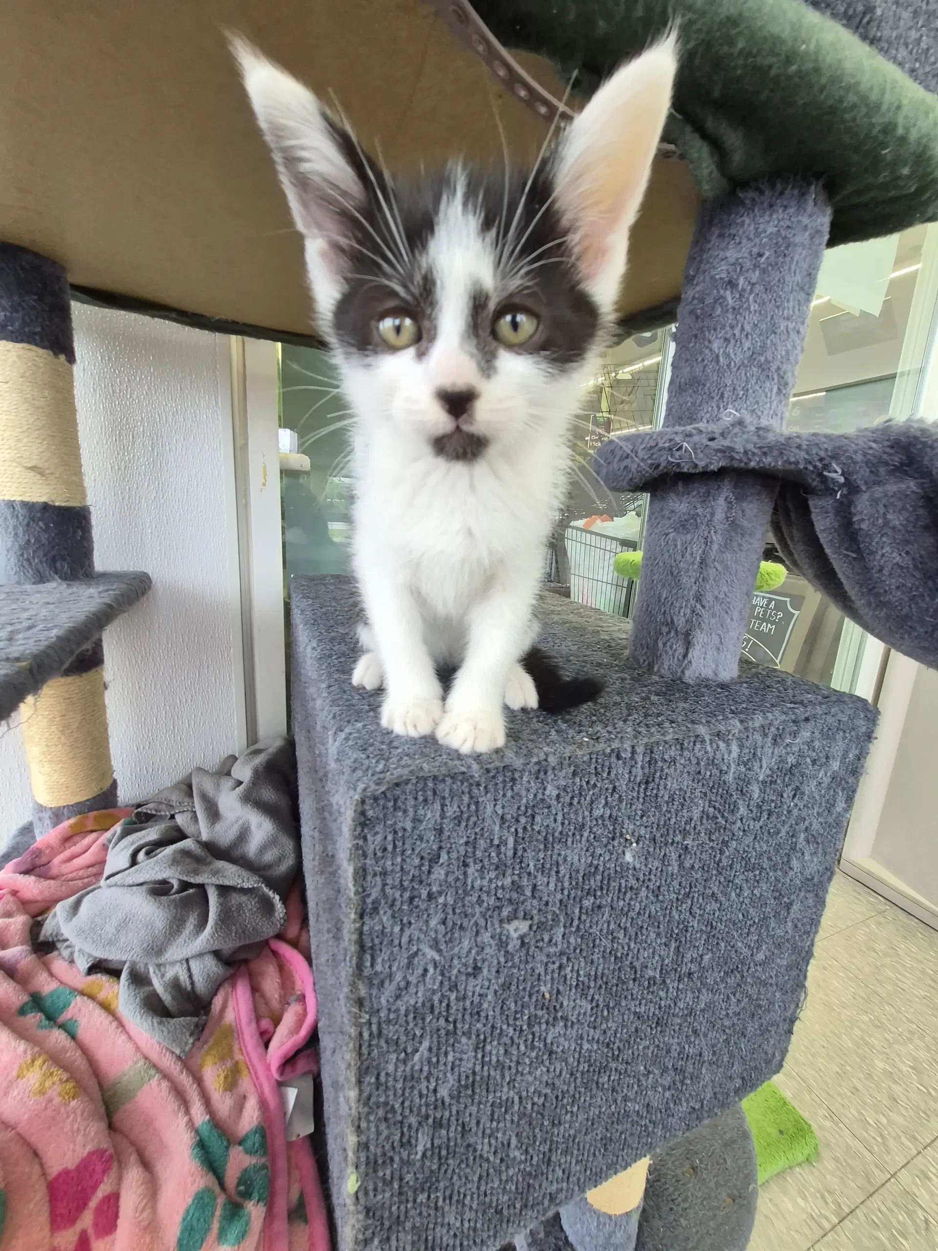 C Litter Pablo image 4