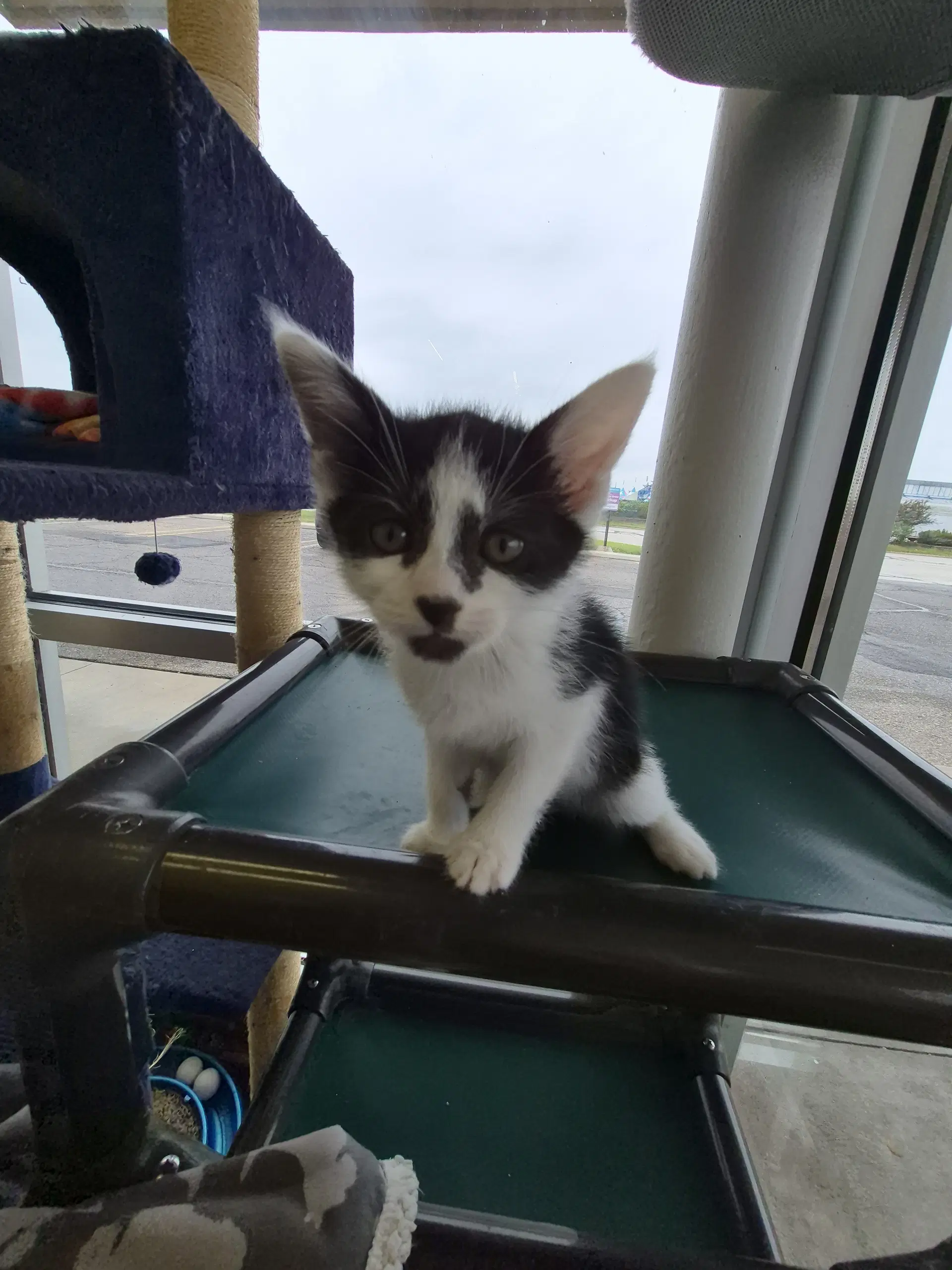 C Litter Pablo image 3