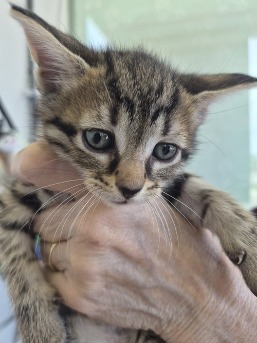 C319 Litter Rex, an adoptable Domestic Medium Hair in Livonia, MI