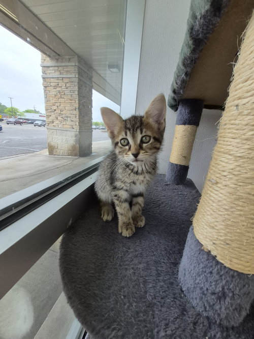C319 Litter Rex, an adoptable Domestic Medium Hair in Livonia, MI