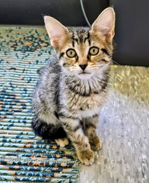 C319 Litter Rex, an adoptable Domestic Medium Hair in Livonia, MI
