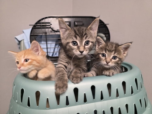 C320 Litter Klondike, an adoptable Domestic Short Hair in Livonia, MI