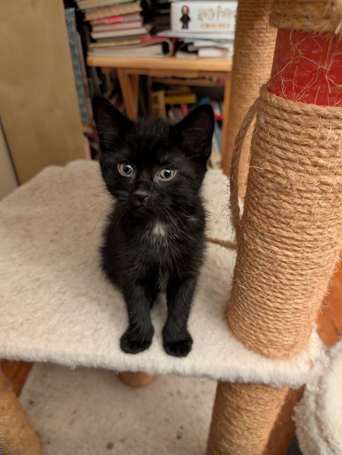 C321 Litter Blackbear