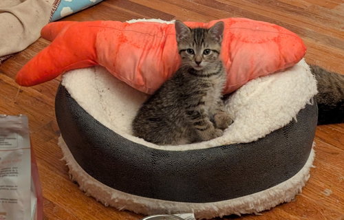 Photo 2 of C321 Litter Lilac [bonded with Elmer]