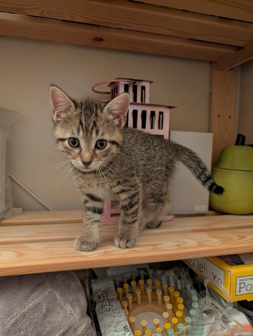 Photo 3 of C321 Litter Lilac [bonded with Elmer]