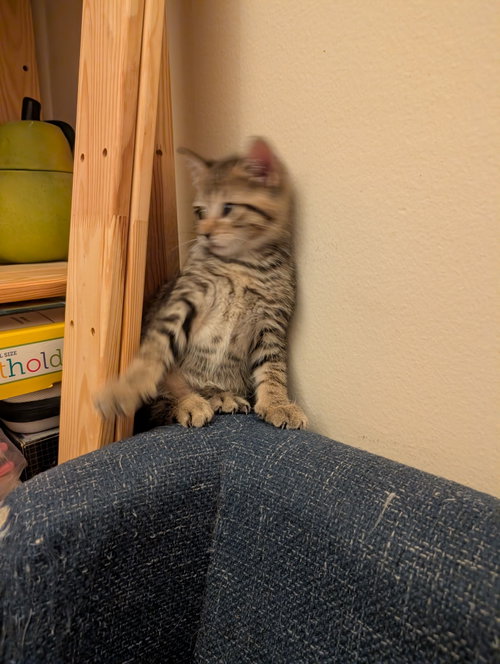 Photo 4 of C321 Litter Lilac [bonded with Elmer]