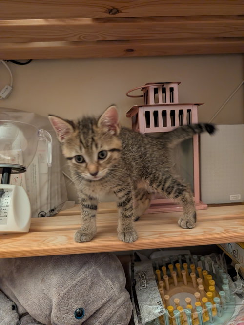 Photo 5 of C321 Litter Lilac [bonded with Elmer]