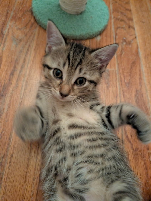 Photo 6 of C321 Litter Lilac [bonded with Elmer]