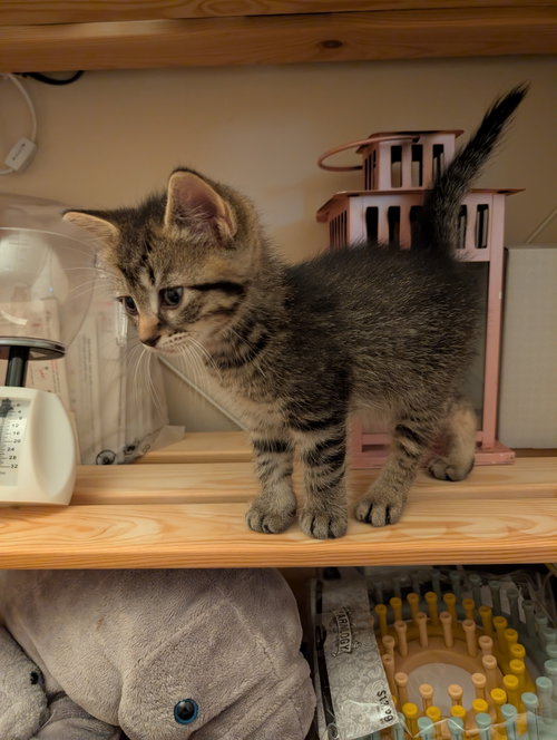 Photo 3 of C321 Litter Elmer [bonded with Lilac]