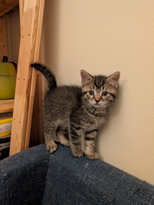 Photo 4 of C321 Litter Elmer [bonded with Lilac]