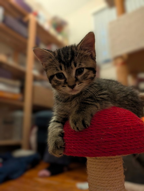 Photo 5 of C321 Litter Elmer [bonded with Lilac]