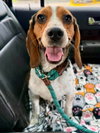 Bette Adoption Pending