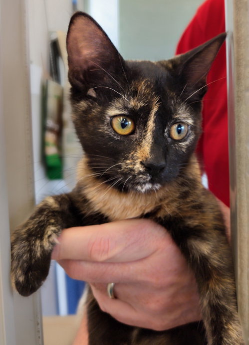 C323 Litter Mayhem, a cat for adoption from Happy Days Dog and Cat Rescue
