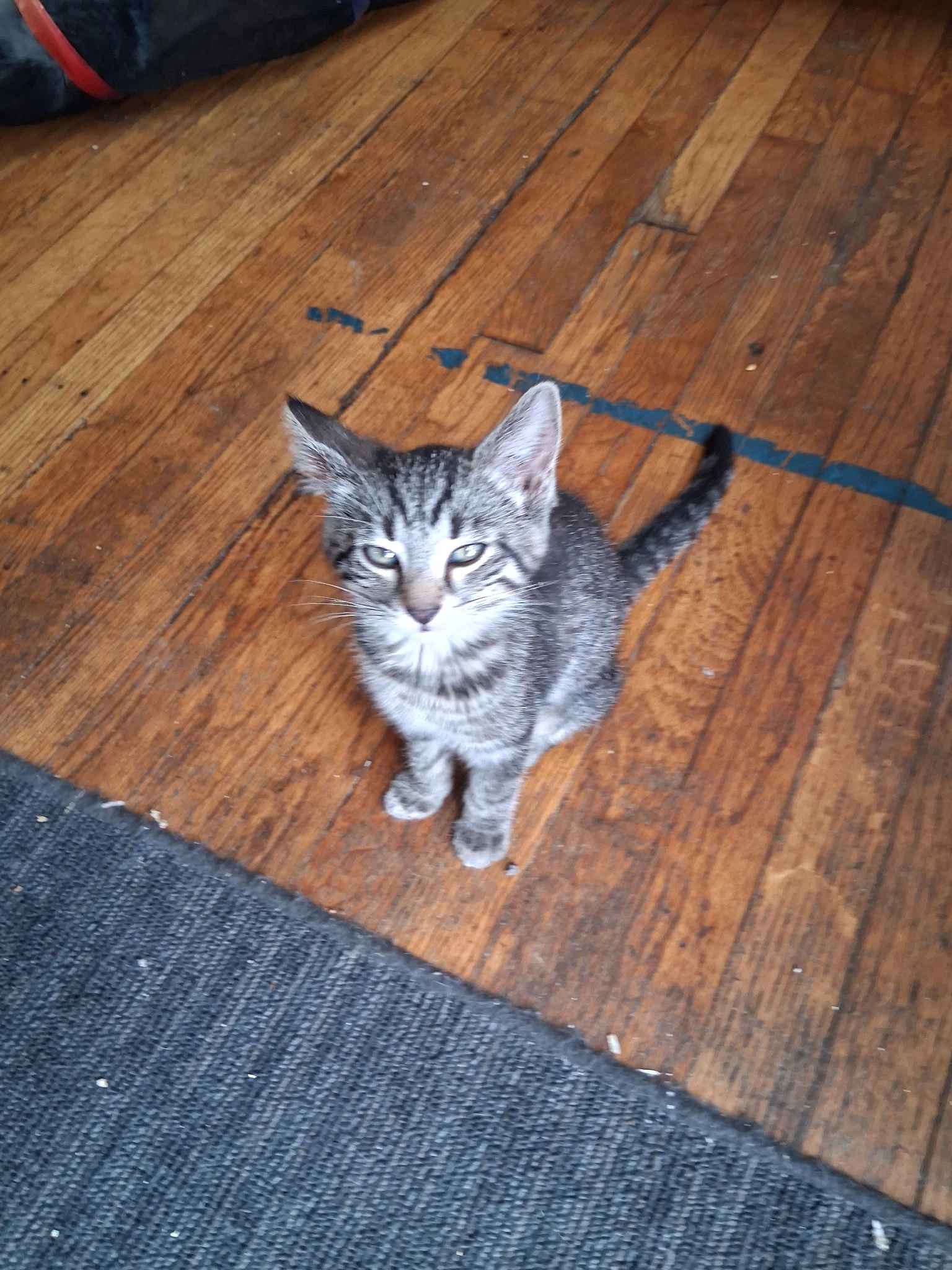 C Litter Frankie
