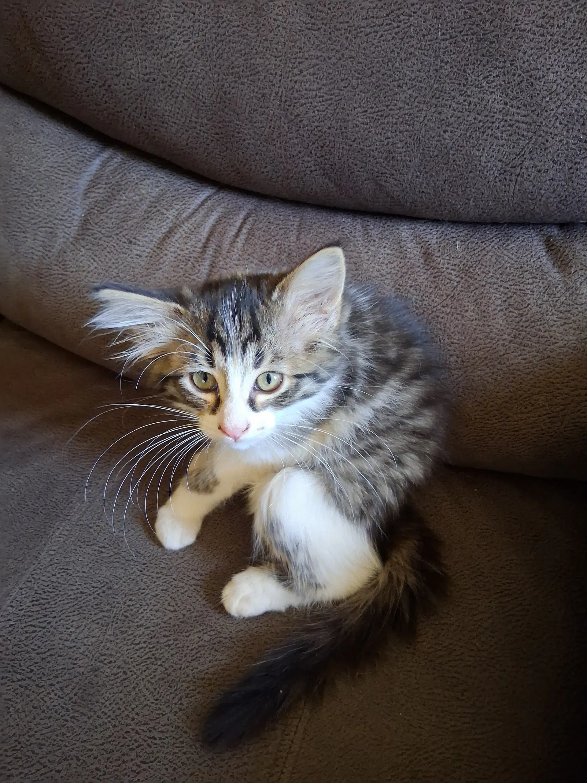 C Litter Gizmo image 2