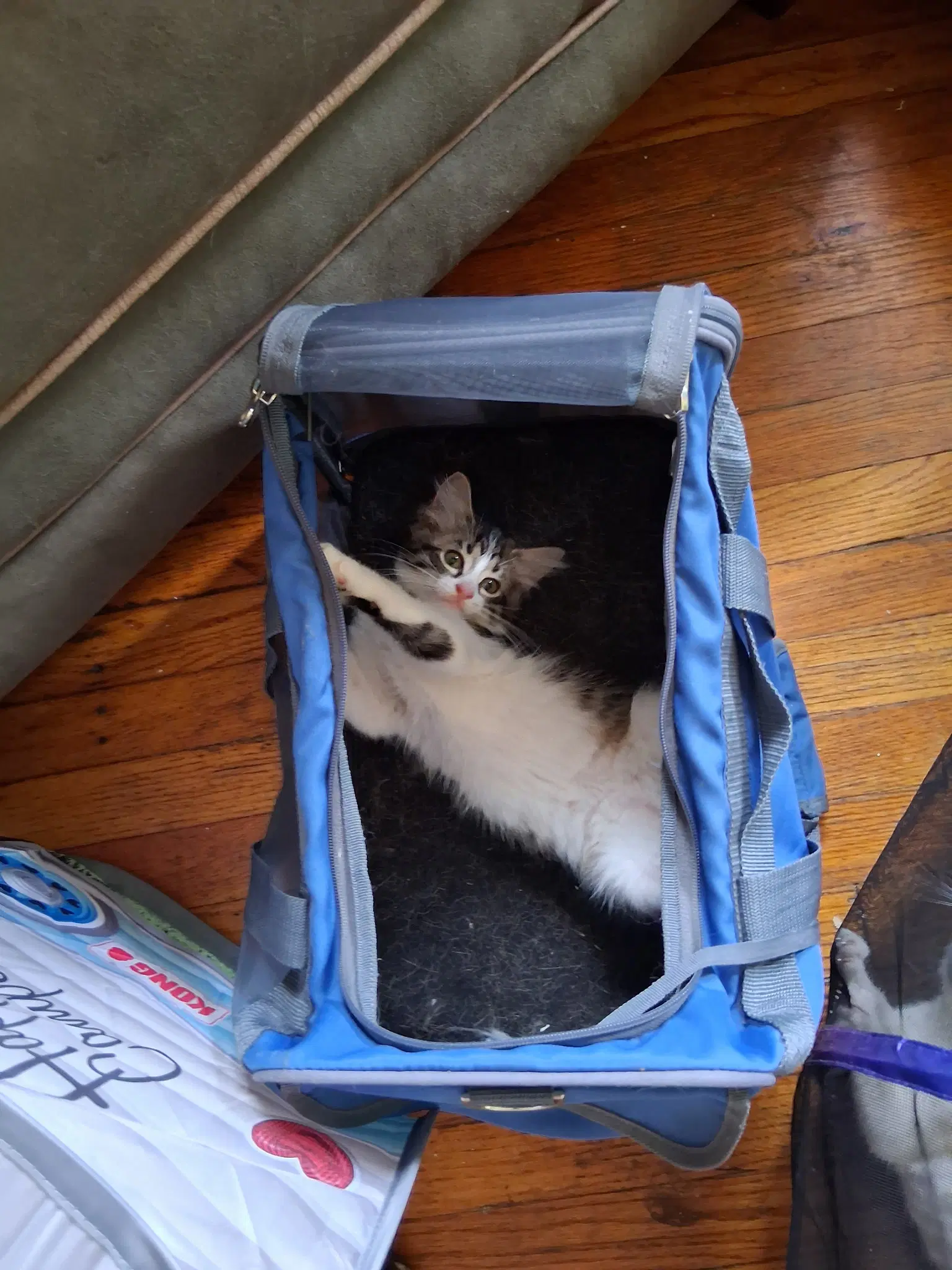 C Litter Gizmo - Domestic Long Hair