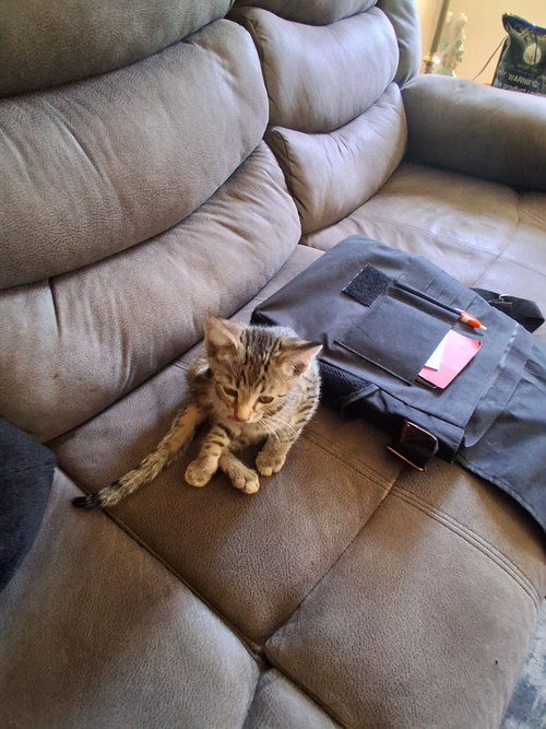 C324 Litter Lil Abner