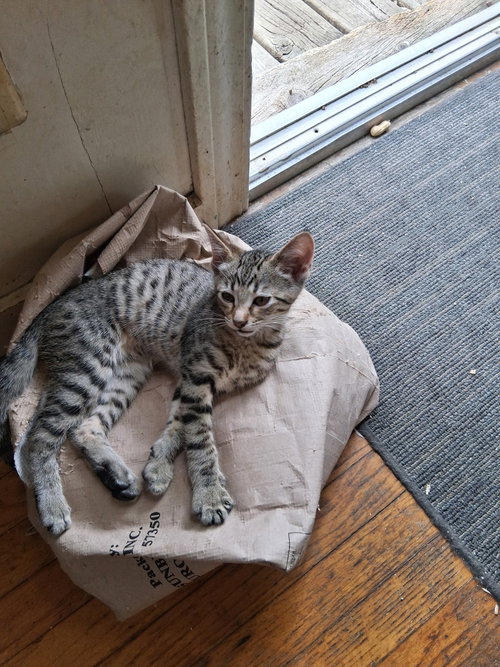 C324 Litter Lil Abner, Young Domestic Short Hair / Tabby / Mixed (short coat), cat for adoption in Warren, Michigan