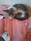 C324 Litter Tiny