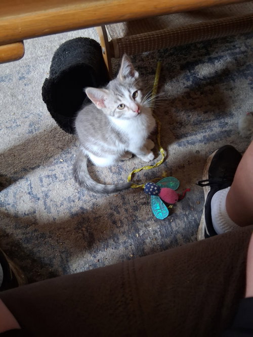 C324 Litter Tiny, an adoptable Domestic Medium Hair in Livonia, MI