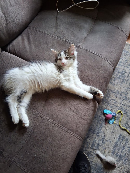 C324 Litter Vaca, an adoptable Domestic Medium Hair in Livonia, MI