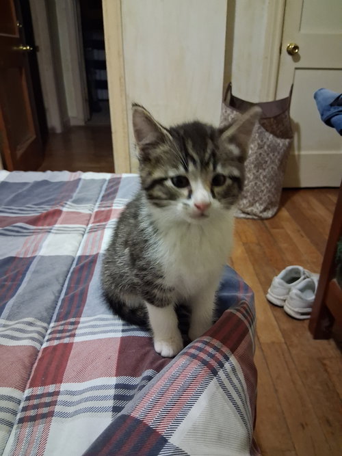 C324 Litter Jaxson