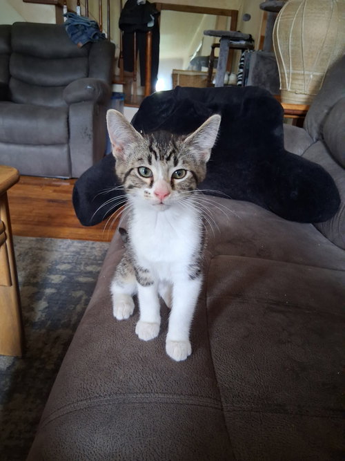 C324 Litter Jaxson, Young Domestic Short Hair / Tabby / Mixed (short coat), cat for adoption in Warren, Michigan