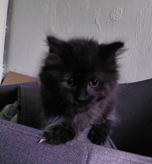 C325 Litter Bruno