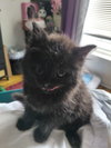 C325 Litter Sybel