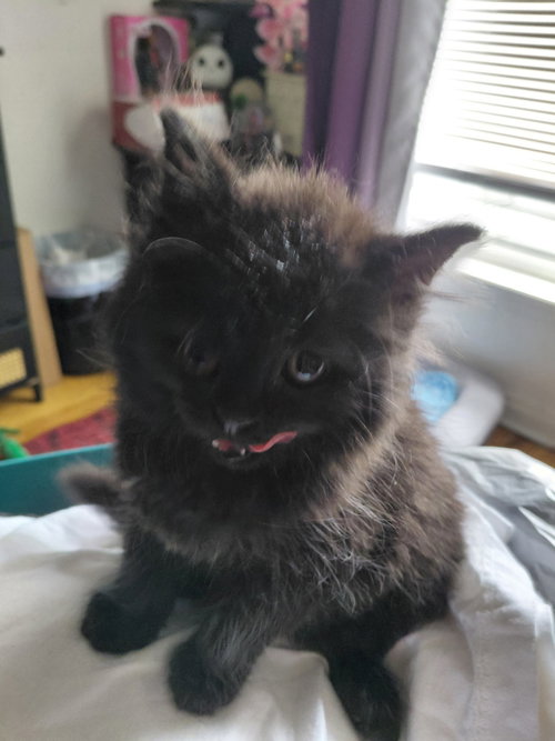C325 Litter Sybel, Baby Domestic Long Hair / Mixed (long coat), cat for adoption in Warren, Michigan