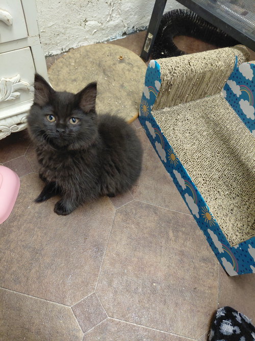 C325 Litter Sybal, an adoptable Domestic Long Hair in Livonia, MI