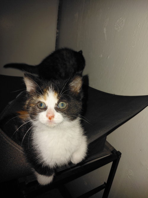 C325 Litter Callie, an adoptable Domestic Medium Hair in Livonia, MI