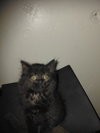 C325 Litter Marble