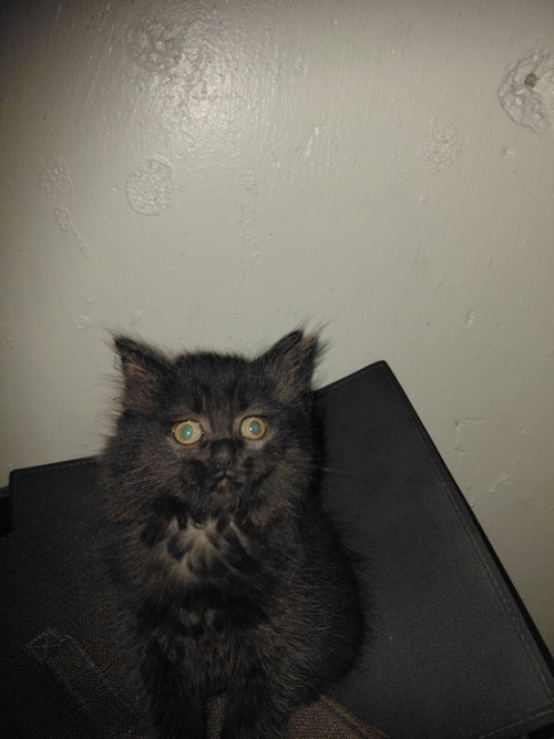 C325 Litter Marble, Baby Domestic Medium Hair / Tortoiseshell / Mixed (medium coat), cat for adoption in Warren, Michigan