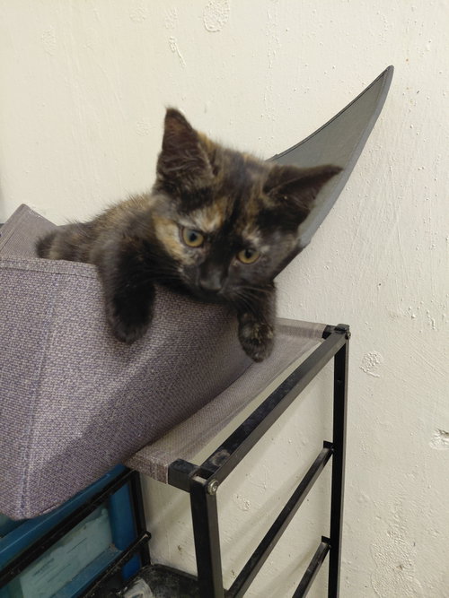 C325 Litter Marbelle, Baby Domestic Medium Hair / Tortoiseshell / Mixed (medium coat), cat for adoption in Livonia, Michigan
