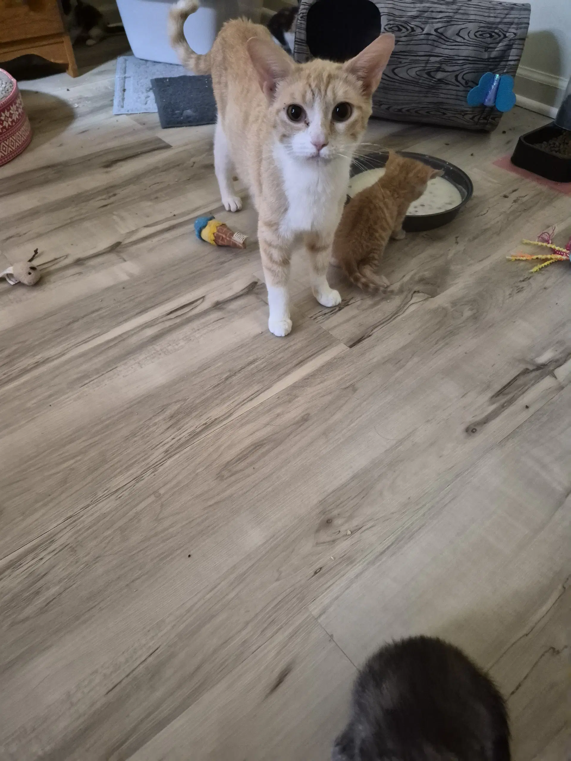 C Litter Posey Mom - Domestic Short Hair