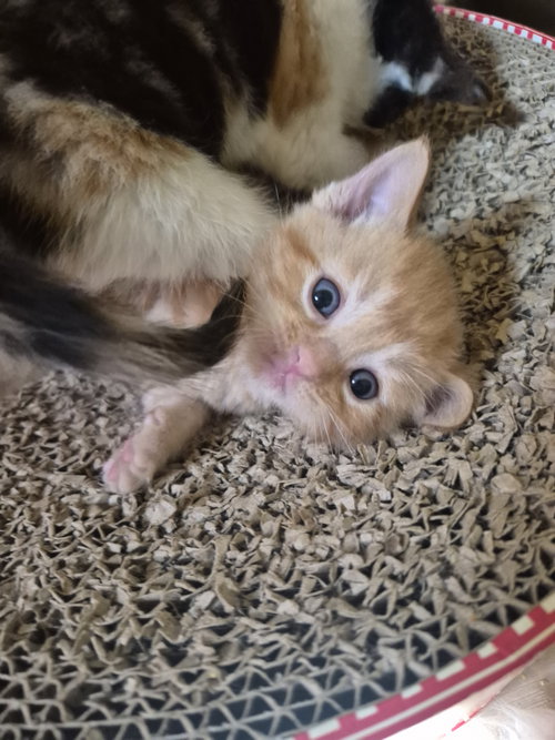 C326 Litter Dandelion, an adoptable Domestic Medium Hair in Livonia, MI