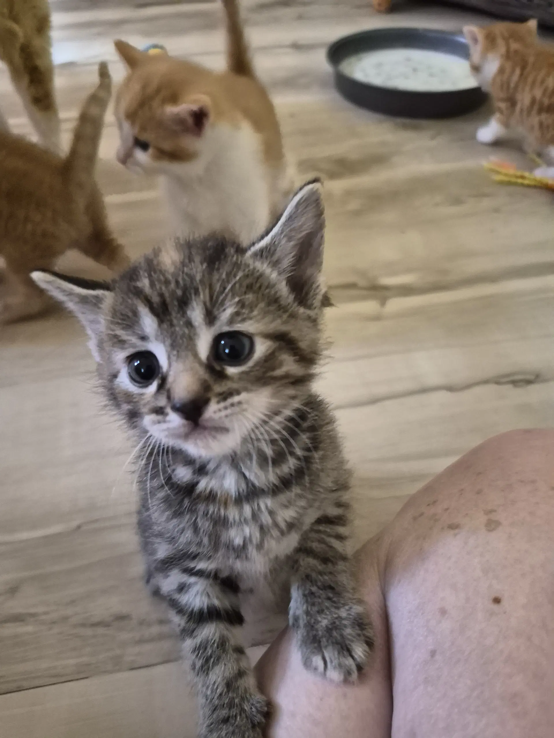 C Litter Blossom - Domestic Medium Hair