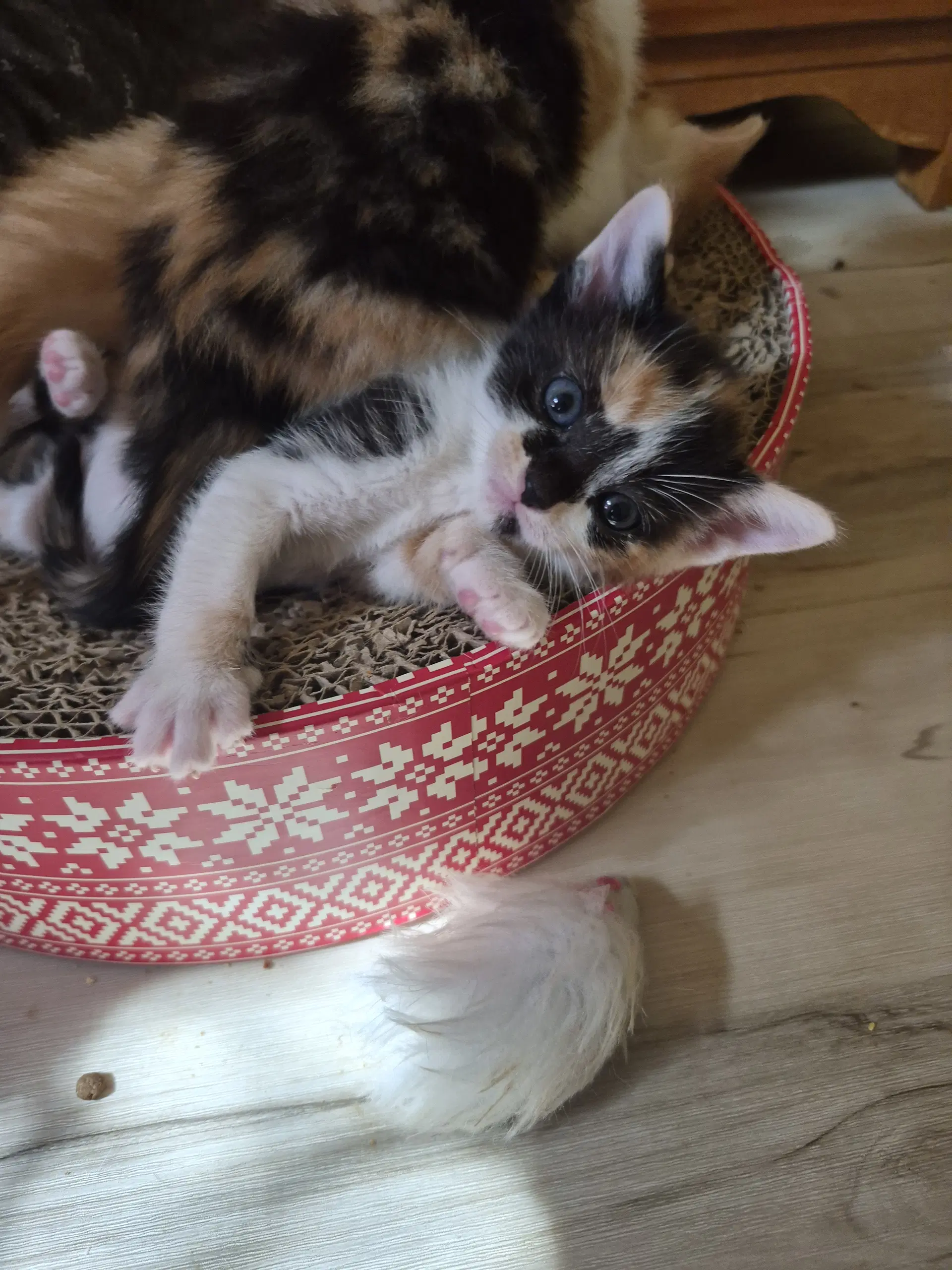 C Litter Jasmine image 2
