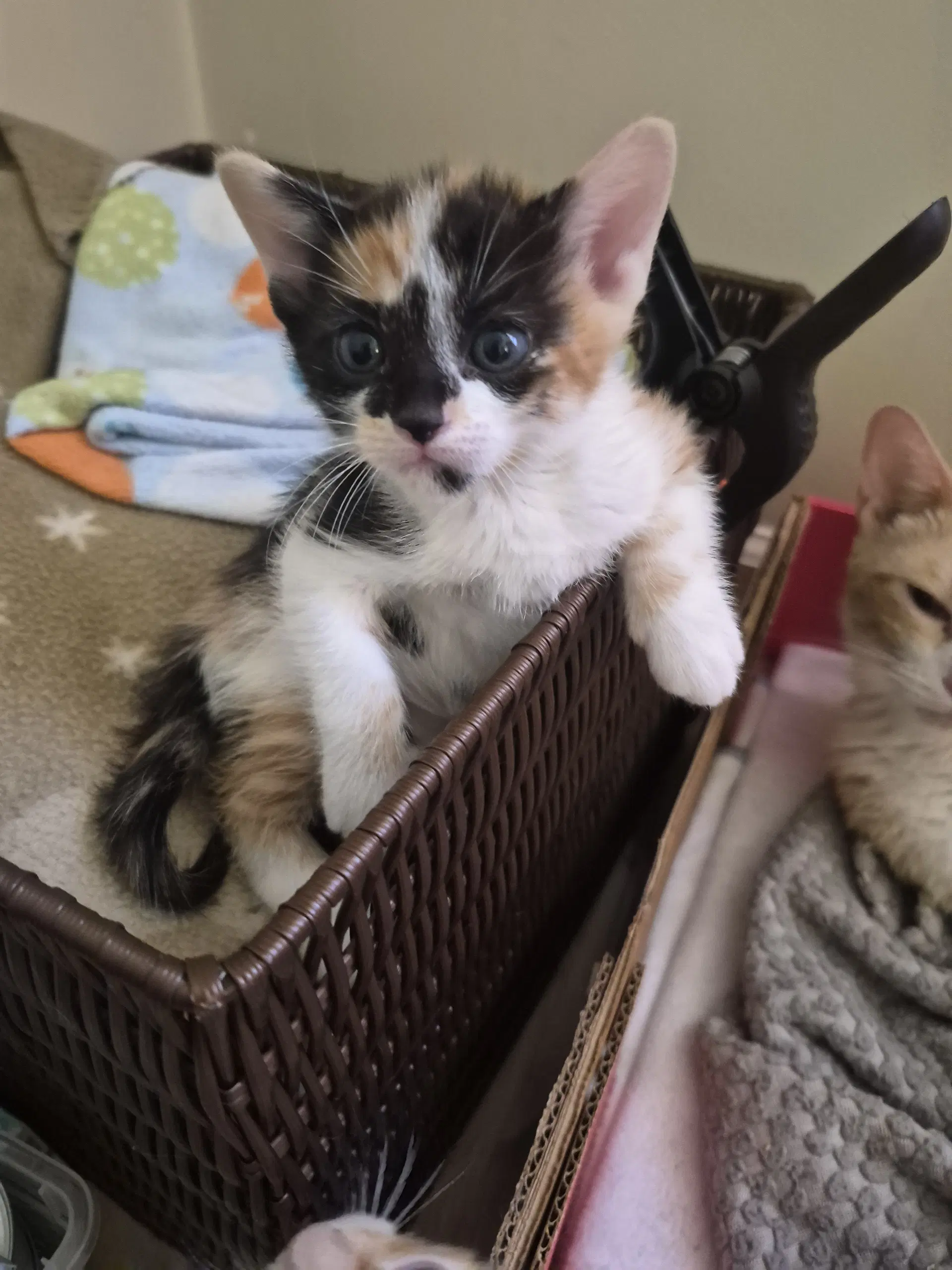C Litter Jasmine - Calico