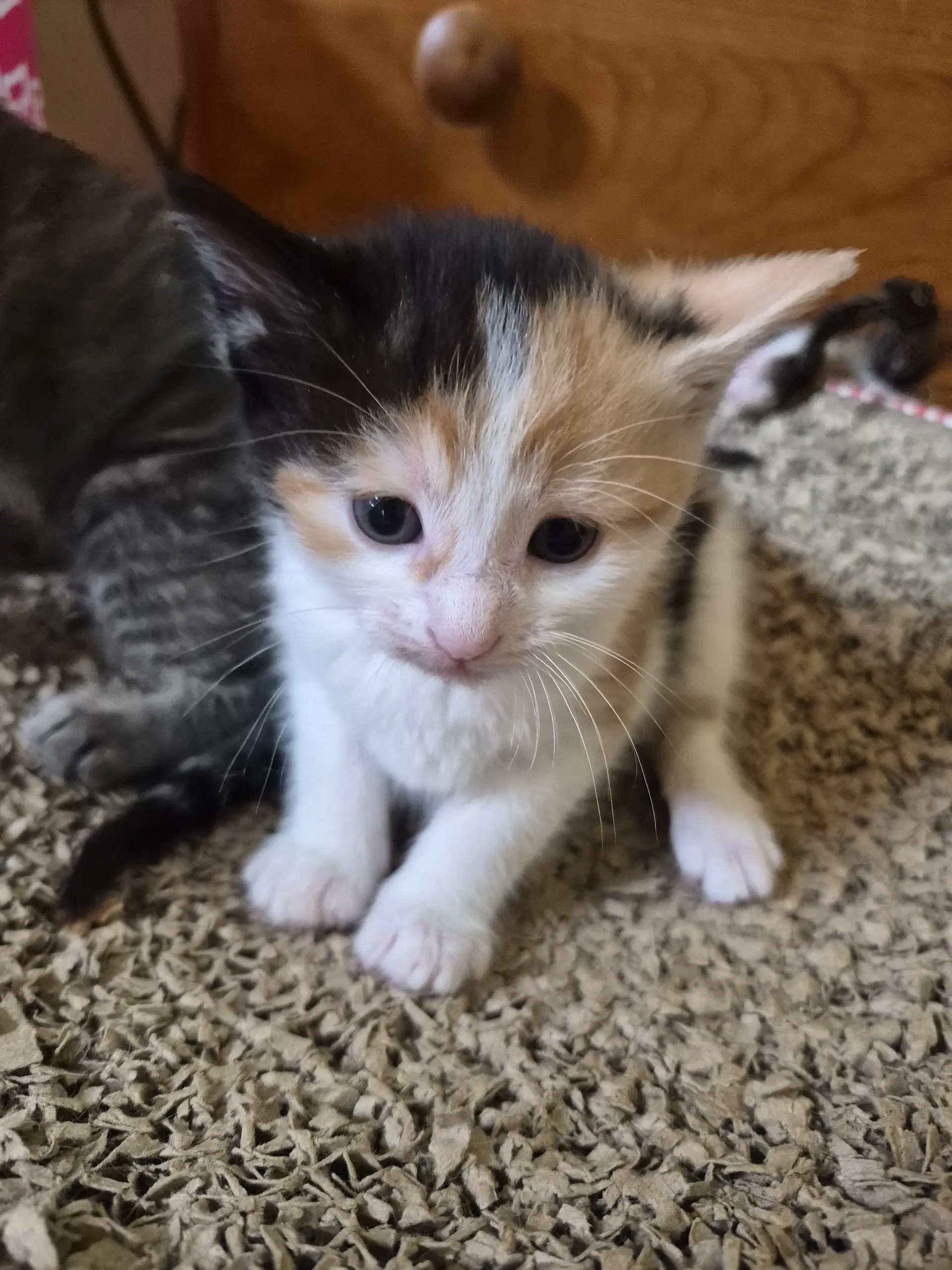 C Litter Lotus - Domestic Medium Hair