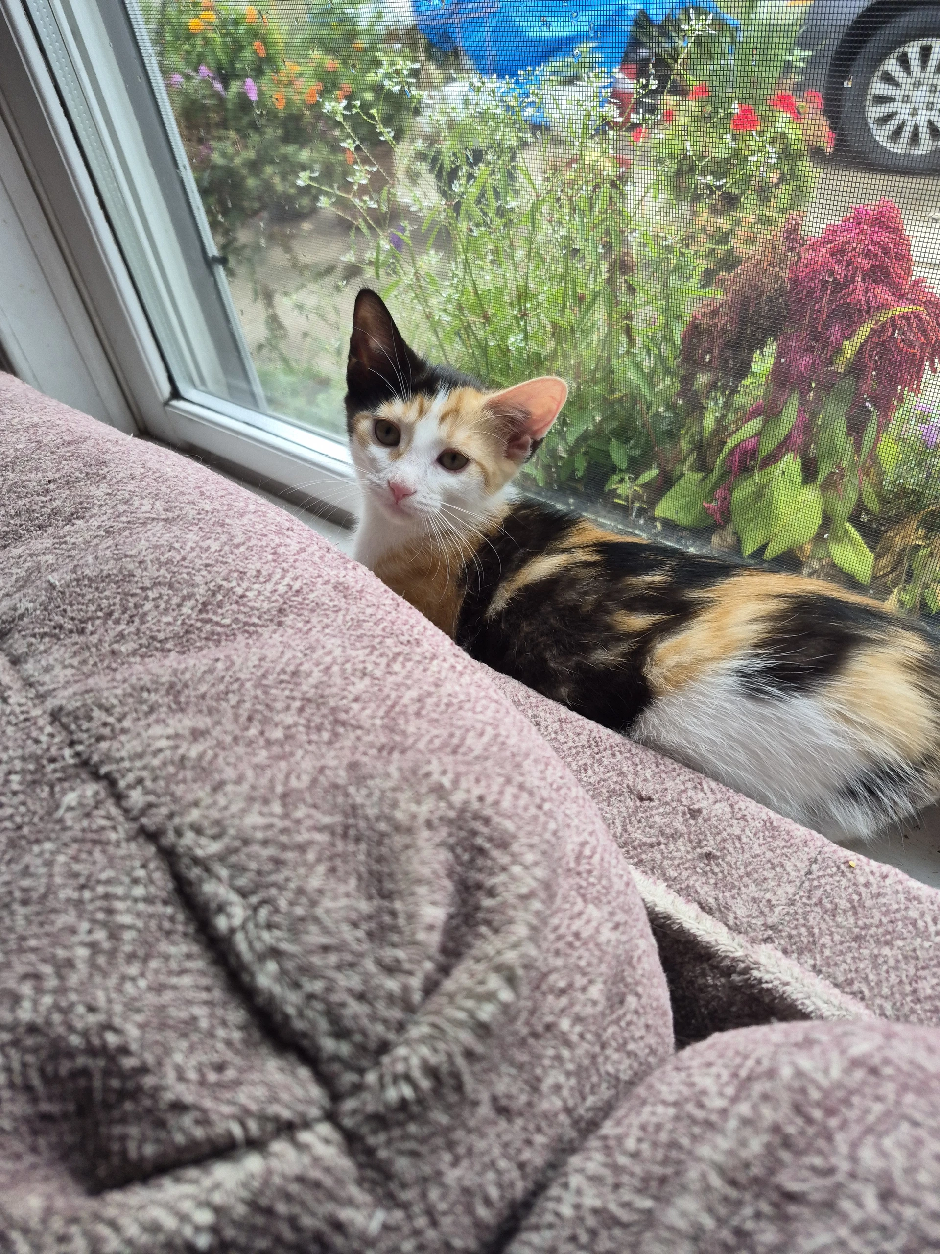 C Litter Lotus