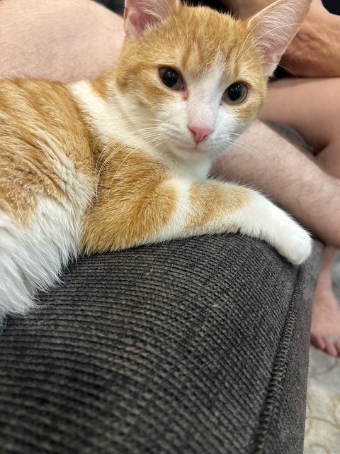 C316 LITTER GINGER POP - Domestic Short Hair available for adoption