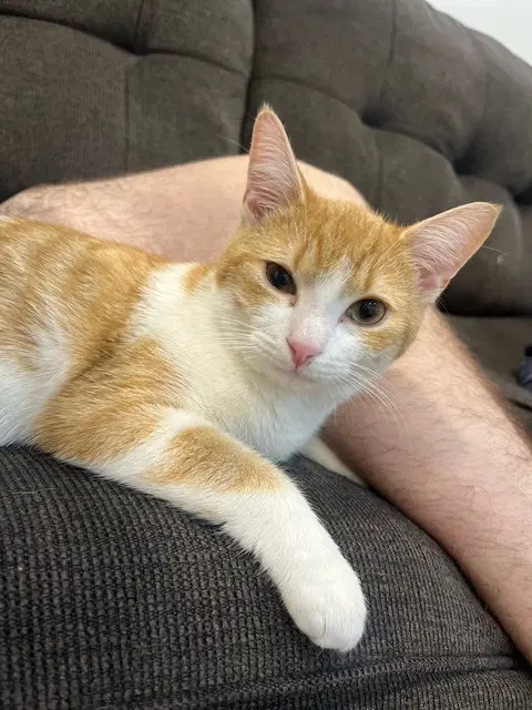 C Litter Ginger Pop - Domestic Short Hair