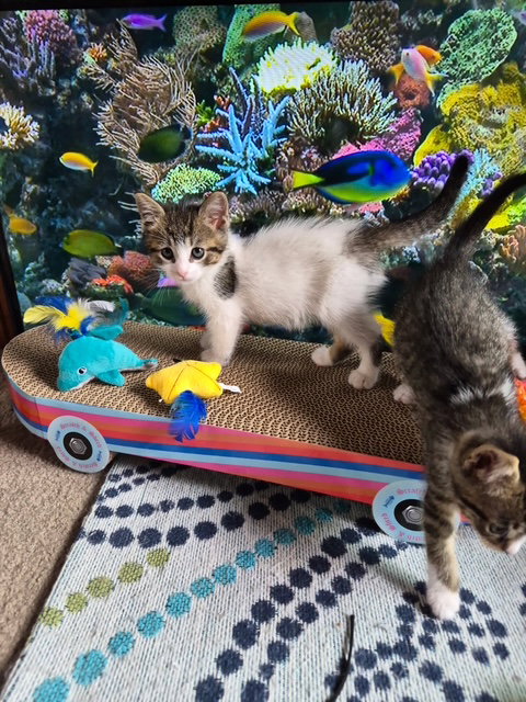 C327 Litter Hannah, Domestic Medium Hair / Tabby / Mixed, cat for adoption in Livonia, Michigan