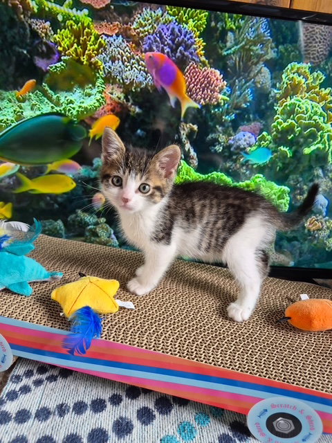 C327 Litter Heather, Baby Domestic Medium Hair / Tabby / Mixed, cat for adoption in Livonia, Michigan