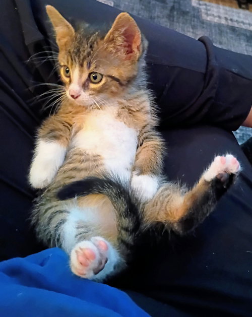 C327 Litter Midge, Baby Domestic Medium Hair / Tabby / Mixed, cat for adoption in Livonia, Michigan