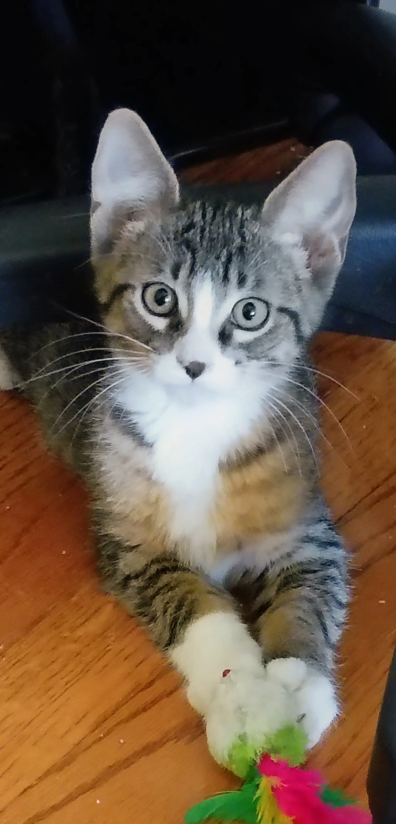 C Litter Mitch Pending Adoption - Domestic Medium Hair