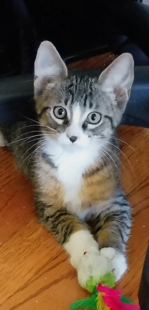 C327 Litter Mitch (Pending Adoption), a cat for adoption from Happy Days Dog and Cat Rescue