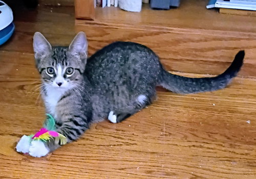 Photo 5 of C327 Litter Mitch (Pending Adoption)